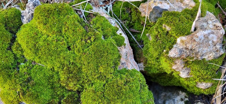 Musgo sobre rocas