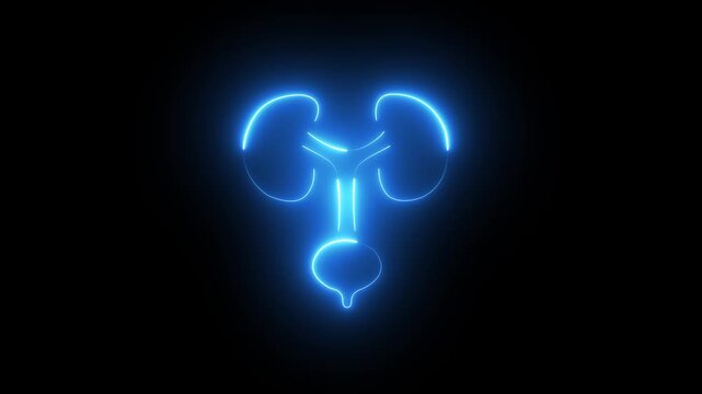 kidney divided into the right and left icon animated. Urinary system part symbol. nephrology, stroke muscle bladder logo, 4K VIDEO.