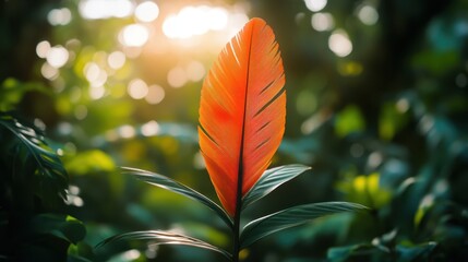 Single Macaw Feather Displaying Vibrant Orange Coloration in Sunlight