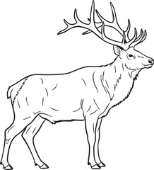 A detailed line of a deer with large antlers standing in a natural pose