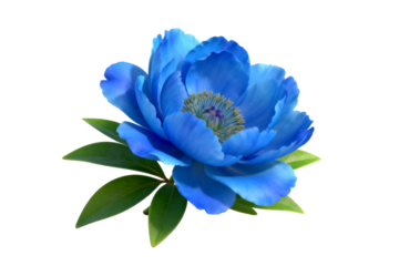 Vibrant Blue Peony Flower with Green Leaves