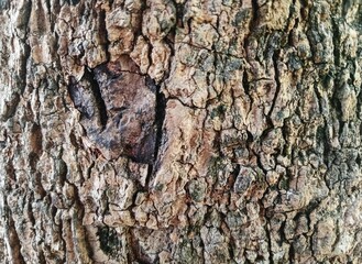 bark of a tree