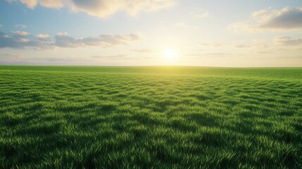 Vast wheat field bathed in bright sunlight during the day