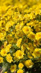 Yellow chrysanthemum flowers field. Herbal tea.