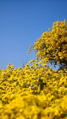 Obraz premium Yellow chrysanthemum flowers field. Herbal tea.