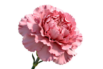 Beautiful Pink Carnation Flower Isolated on White