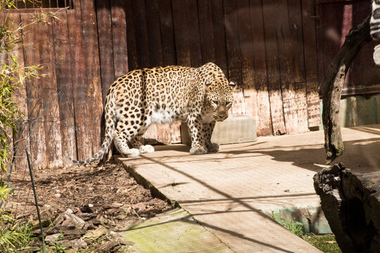 Leopard walking in zoo enclosure on sunny day