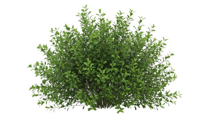 Obraz premium Single lush green bush with dense foliage isolated on white background