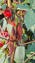 Fresh okra in the garden.