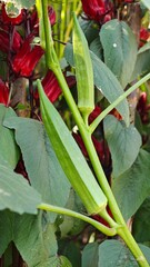Fresh okra in the garden.