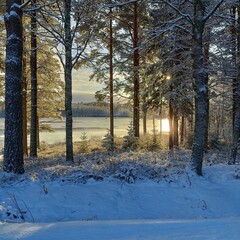 Sunlit winter forest by a frozen lake in Nordic landscape