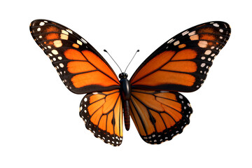 Fototapeta premium Vibrant Monarch Butterfly with Open Wings