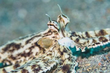 Mimic Octopus in the Lembeh Strait, Sulawesi, Indonesia