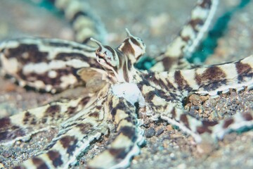 Mimic Octopus in the Lembeh Strait, Sulawesi, Indonesia