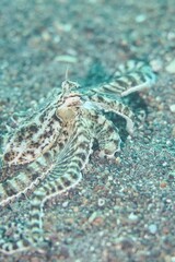 Mimic Octopus in the Lembeh Strait, Sulawesi, Indonesia