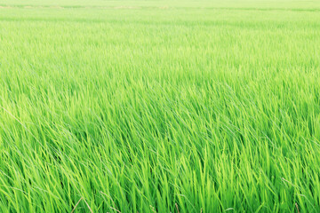 水田・稲の緑