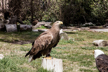 White-tailed eagle standing on a log stump