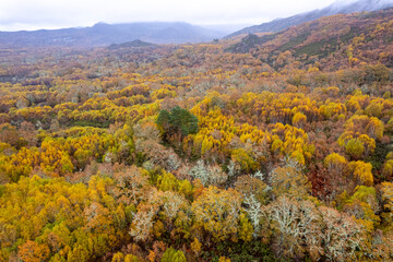 Aerial view of a vast autumn forest with yellow and orange trees The Concept of seasonal change.