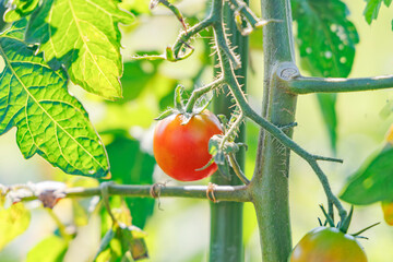 瑞々しく美味しそうなミニトマト