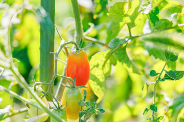 瑞々しく美味しそうなミニトマト