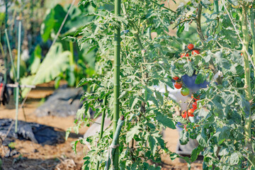 瑞々しく美味しそうなミニトマト