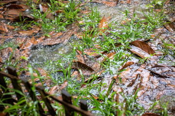 Fototapeta premium Rain Puddle Accumulation Over Green Grass and Autumn Leaves on Forest Floor