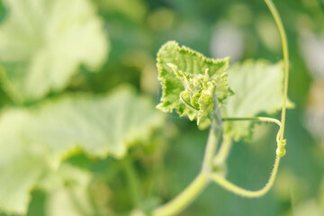 きゅうりのツル