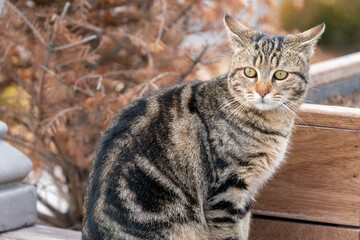 Obraz premium Tabby cat sitting outdoors with blurred natural background