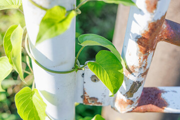 鉄柱に絡まるツル