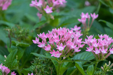 庭園に咲き誇る小さな星形のピンク色のペンタスの花