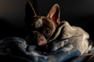 Boston Terrier in eine Decke gekuschelt