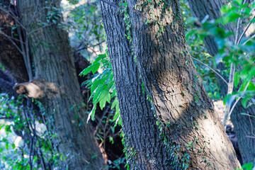 木の幹とつる植物