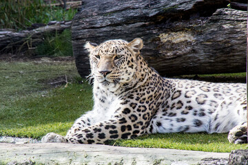 Leopard resting in green grass with logs
