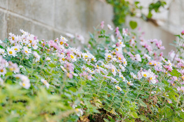 白とピンクの小さな花