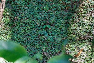 壁面を覆う小さな緑の葉の植物、生命力あふれる自然の背景