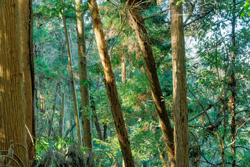 陽光が差し込む深い森の木立と豊かな緑の風景