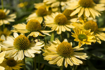 echinacea purpurea - coneflowers in the garden - soft focus