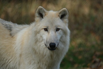 Portrait eines Tundrawolfes