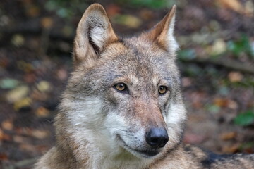 Wolf - Portrait