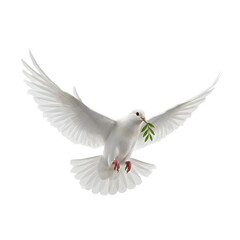Fototapeta premium White Dove PNG White dove in flight with wings fully spread, symbolizing peace, on transparent background. 