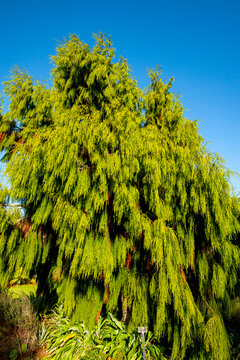 Rimu Tree in New Zealand