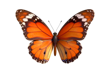 Monarch Butterfly with Orange and Black Wings