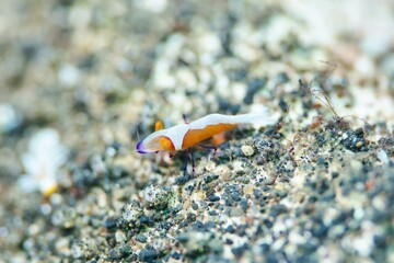 Emperor Shrimp in the Lembeh Strait, Sulawesi, Indonesia