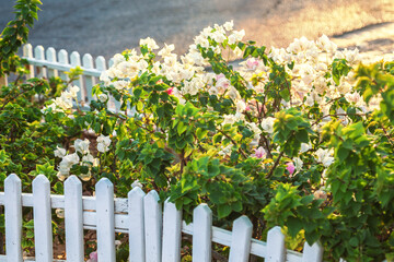 A bush with white flowers behind a neat white fence.