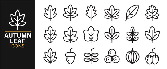 Modern vector autumn leaf illustrations for eco and outdoor graphics