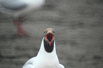 Sea Gull looking to the camera and yelling