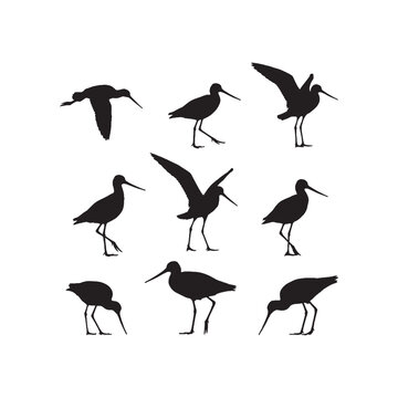 Tailed Godwit Silhouettes Collection,Tailed Godwits Silhouettes,Vector Tailed Godwit Silhouettes,Wading Bird Silhouettes,tailed godwit vector