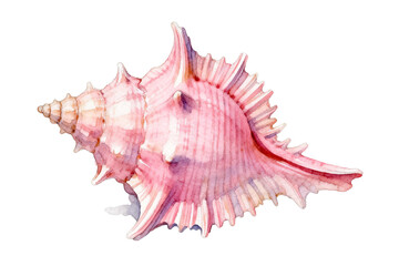 Fototapeta premium Watercolor Painting of Pink Spiny Sea Shell