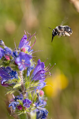 Pantaloon bee flying near beautiful purple Echium vulgare flower