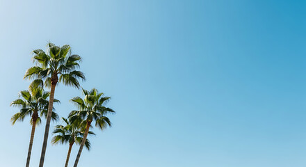 Obraz premium Tropical Palm Trees Against Clear Blue Sky